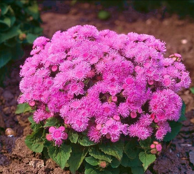 Ageratum houstonianum Nano Rose, Madalkasvuline päsmaslill, Долгоцветка карликовая